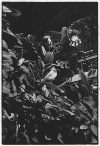 351553 Afbeelding van projectleider N. Verloop van de firma Copijn Boomchirurgen B.V. te Utrecht die natuurlijke ...